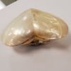 oyster shell 7